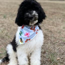 Wallen - Goldendoodle puppy in Chesnee, South Carolina from Pampered Paws Unlimited