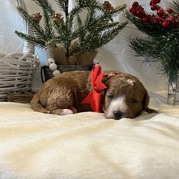 Red Collar Female - Red  female Goldendoodle puppy in Bradenton, Florida from Suncoast Goldendoodles