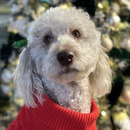 Maple - Labradoodle