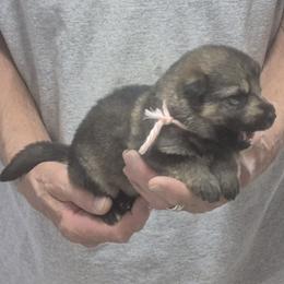 Girl 3 Pink Yadah - Sable female German Shepherd puppy in Lake George, Colorado from High Country German Shepherds