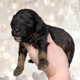 Cupid - Black and tan male Cavapoo puppy in Coshocton, Ohio from Forever Family Puppies