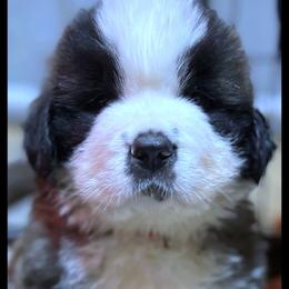 Red collar - Mahogany and white male Saint Bernard puppy in New Philadelphia, Ohio from Fletchers Saints