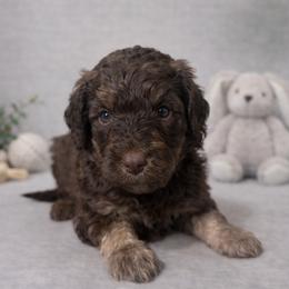 Eleven - Phantom female Bernedoodle puppy in Bennett, Colorado from Darling Paws, LLC