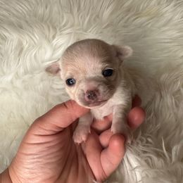 Girl 2 - Cream female Chihuahua puppy in Fargo, North Dakota from Wild Prairie Chihuahuas