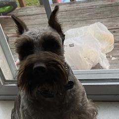 Miniature Schnauzers from G2G BREEDER