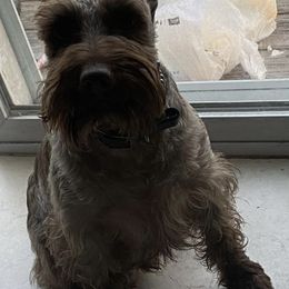 Miniature Schnauzers from G2G BREEDER