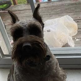 Miniature Schnauzers from G2G BREEDER
