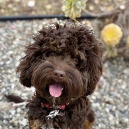 Aussiedoodles, Australian Labradoodles, Bernedoodles, and Cockapoos from Furrytaildoodles