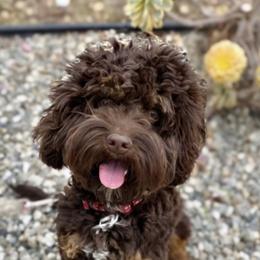 Aussiedoodles, Australian Labradoodles, Bernedoodles, and Cockapoos from Furrytaildoodles