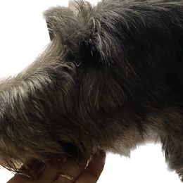 Solenn - Scottish Deerhound