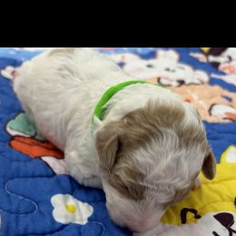 Poodle Puppies from Alisha Sneed's Bullmastiffs