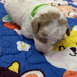 Poodle Puppies from Alisha Sneed's Bullmastiffs