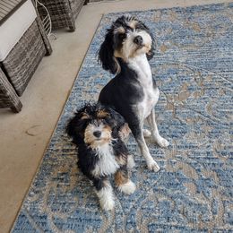 Bernedoodle and Goldendoodle Puppies from Donnasdoodlebugs