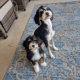 Bernedoodle and Goldendoodle Puppies from Donnasdoodlebugs