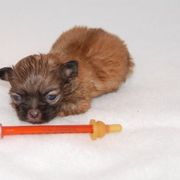 Mi-Ki Puppies from Orlando Mi-Kis
