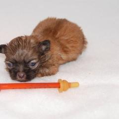 Mi-Ki Puppies from Orlando Mi-Kis