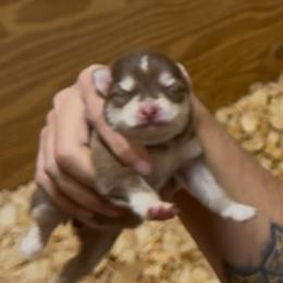 Cupid - Red and white male Pomsky puppy in Spring Hill, Florida from PDQ Pomskies