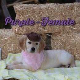 Golden Retriever Puppies from Valley County Goldens