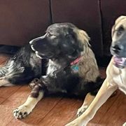 Anatolian Shepherd Dogs and Sarplaninacs from KF Bogy’s Farm, LLC