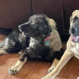 Anatolian Shepherd Dogs and Sarplaninacs from KF Bogy’s Farm, LLC