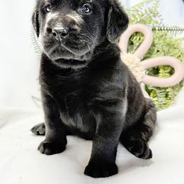 Boy 1 - male Labrador Retriever puppy in Lynn, Indiana from Four Seasons