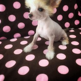 Chihuahua and Chinese Crested Puppies from Western Kentucky Chihuhua and Chinese Crested