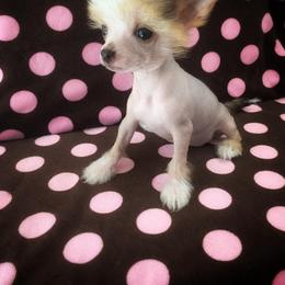 Chihuahua and Chinese Crested Puppies from Western Kentucky Chihuhua and Chinese Crested