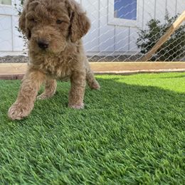 Goldendoodle Puppies from Heavenly Hilltop Farm