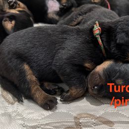 Turquoise pink - Black and mahogany female Rottweiler puppy in Cheshire, Connecticut from Von Der Hügelspitze