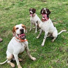 Pointers from En Pointe Kennels