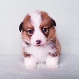 American Corgi and Pembroke Welsh Corgi Puppies from Whimsical Treasure Corgis
