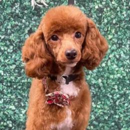 Ruby - Poodle