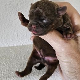 Sprout - Brown male Brussels Griffon puppy in Lewiston, Idaho from Rose's Brussels Griffons