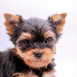 Yorkshire Terrier Puppies from Essence of Grace Yorkies