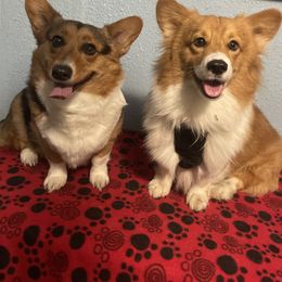 Nori - Pembroke Welsh Corgi