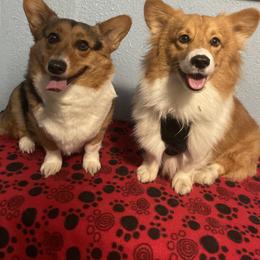Nori - Pembroke Welsh Corgi
