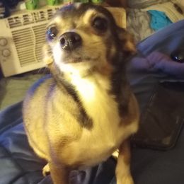 Pip pip - Chihuahua