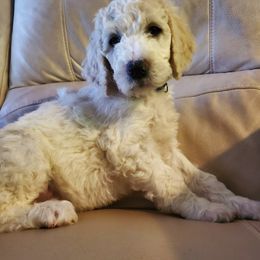 Goldendoodles from Peace Love Doodles