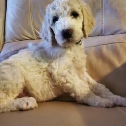 Goldendoodles from Peace Love Doodles