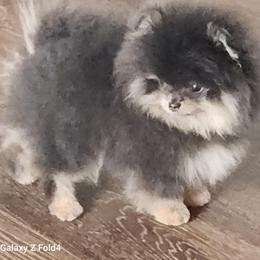 . - Pomeranian