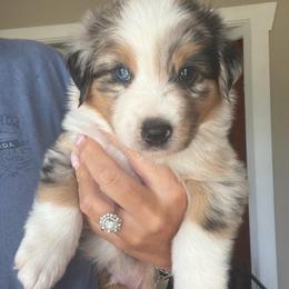 Paul - Blue merle male Australian Shepherd puppy in Pattison, Texas from Legacy Water Australian Shepherds