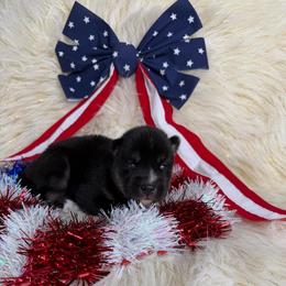 Tomato - Black tan and white female Siberian Husky puppy in Folsom, Louisiana from Geaux Fluffy