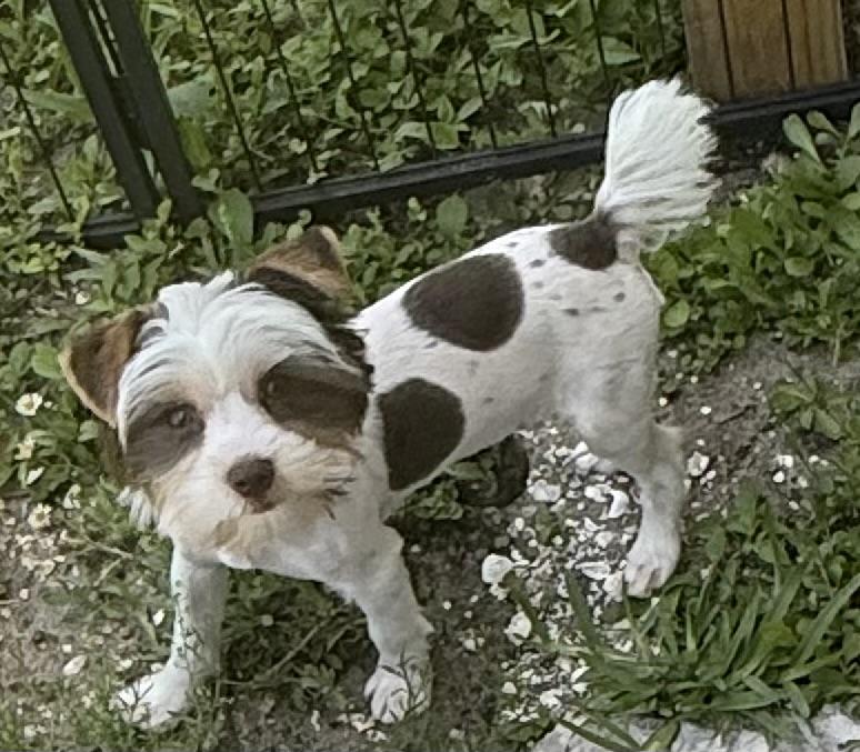 Jasmin