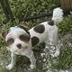 Jasmin