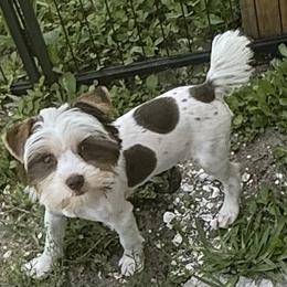 Jasmin - Yorkshire Terrier