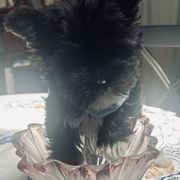 Boy 1 - male Sporty Mix puppy in Newnan, Georgia from Shirley's Yorkie poos
