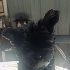 Boy 1 - male Sporty Mix puppy in Newnan, Georgia from Shirley's Yorkie poos