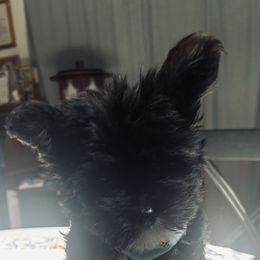 Boy 1 - male Sporty Mix puppy in Newnan, Georgia from Shirley's Yorkie poos