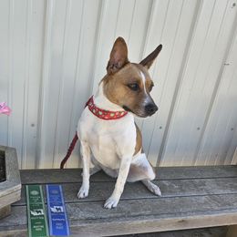 Lorelei - Rat Terrier