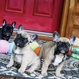 French Bulldog Puppies from belleame french bulldogs
